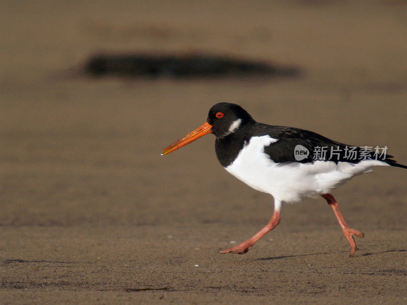 捕牡蛎者(oematopus ostralegus)